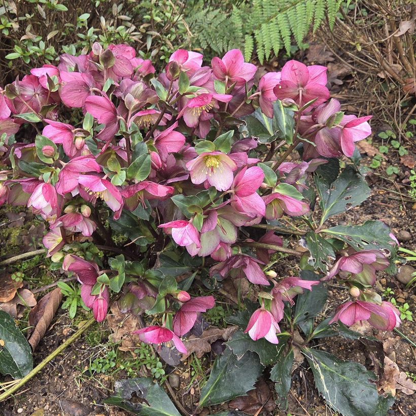 Helleborus glandorfensis HGC Ice N' Roses Picotee - winterroos (Groeiplaats)