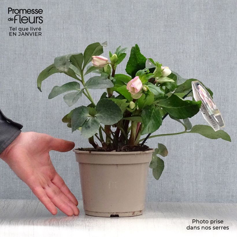 Example of Hellébore Ice n' Roses Rosetta Pot van 2 l/3 l as you get in hiver
