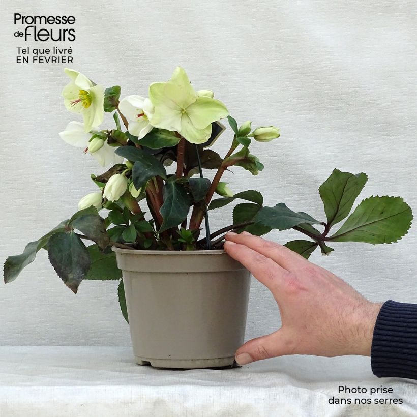Exemplaar van Helleborus glandorfensis Ice N' Roses White - winterroos Pot van 2 l/3 l zoals geleverd in de winter