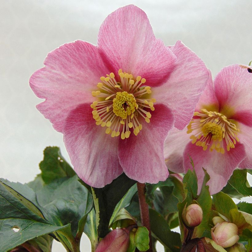 Helleborus niger orientalis - Kerstroos (Bloei)