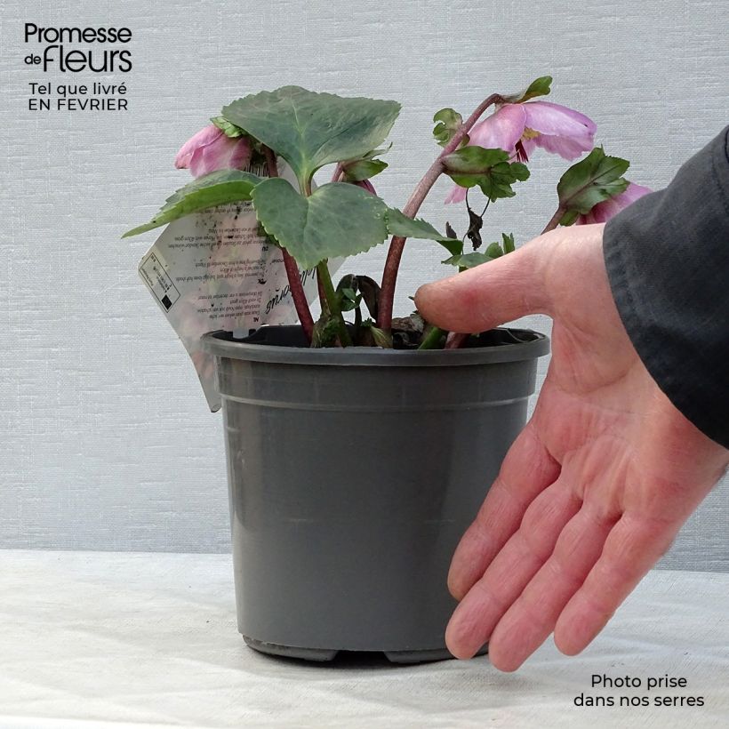 Exemplaar van Helleborus niger orientalis - Kerstroos Pot van 2 l/3 l zoals geleverd in de winter
