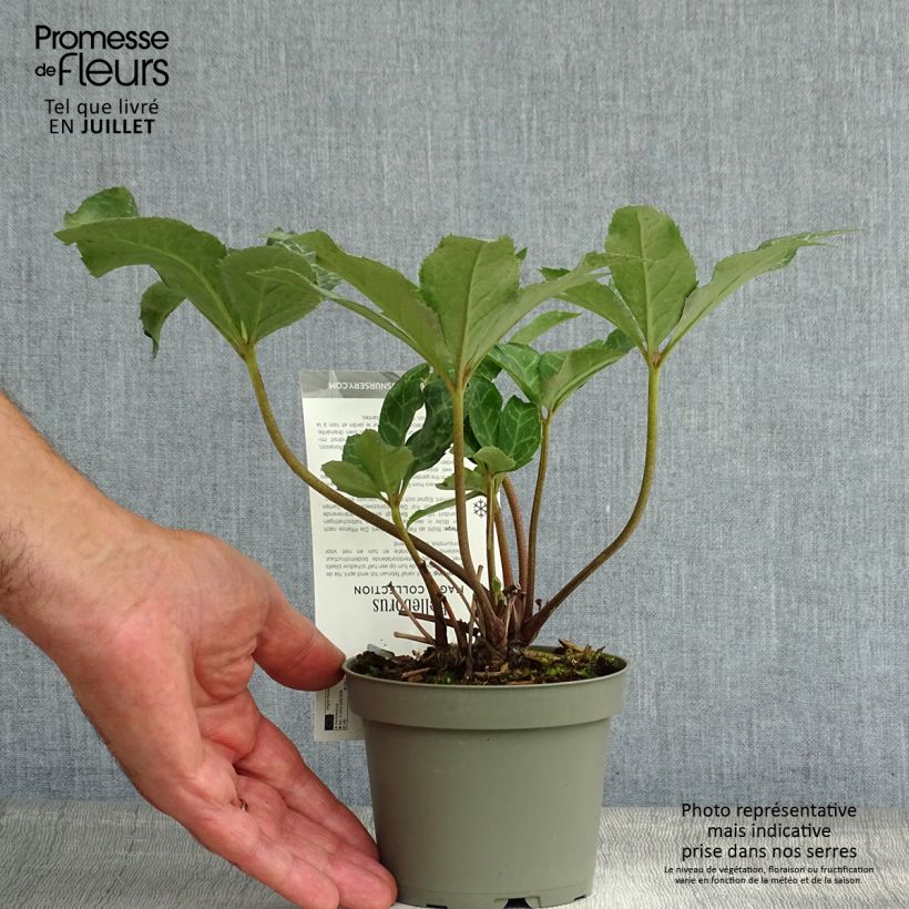 Exemplaar van Helleborus ericsmithii Magic Leaves - nieskruid Pot van 10 cm/11 cm zoals geleverd in de zomer