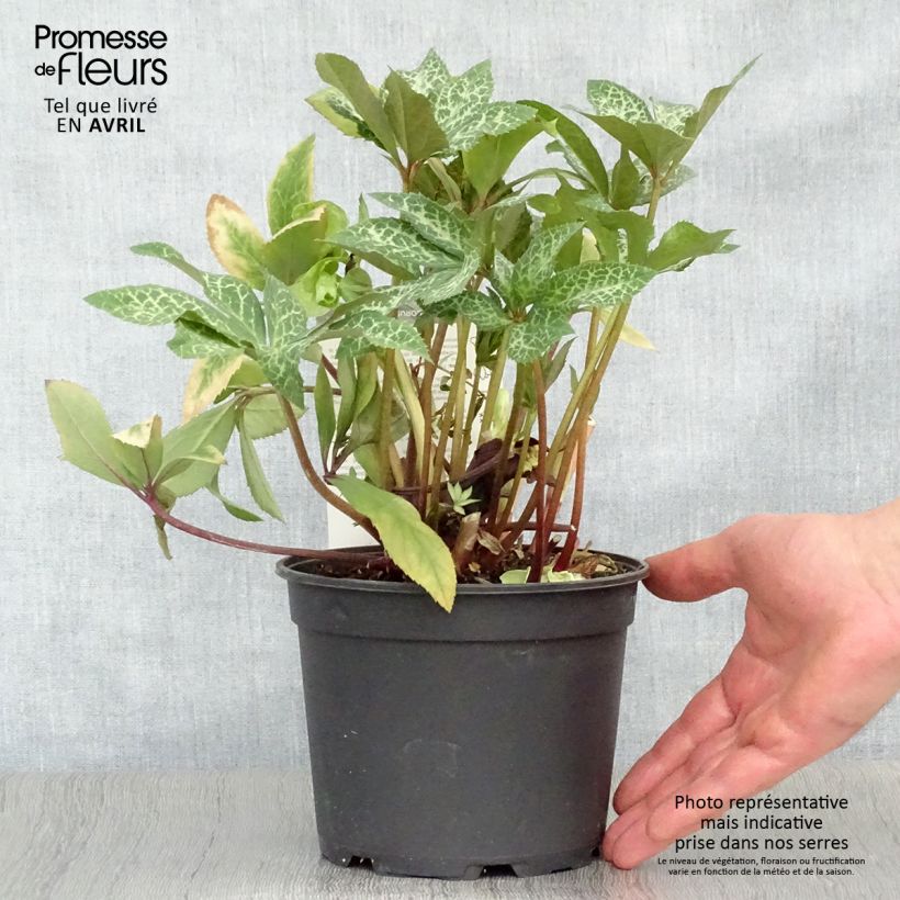 Exemplaar van Helleborus ericsmithii Magic Leaves - nieskruid Pot van 2 l/3 l zoals geleverd in de lente
