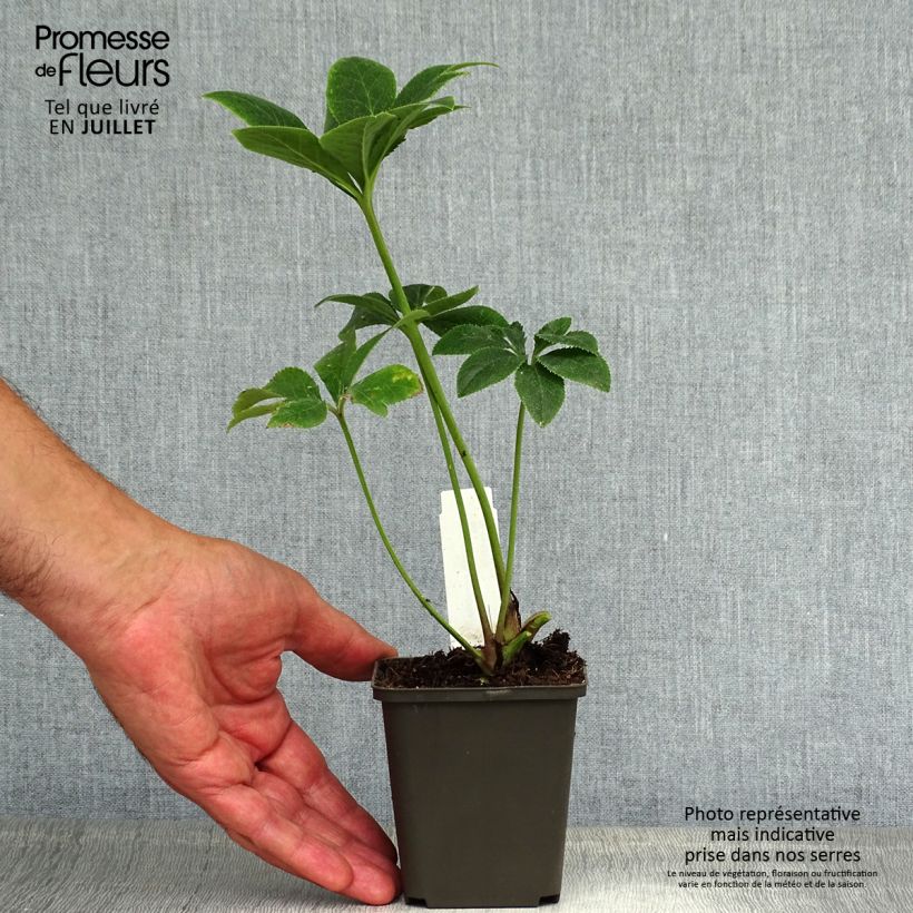 Exemplaar van Helleborus orientalis Mix - Lenteroos Kweekpotje van 8/9 cm zoals geleverd in de zomer