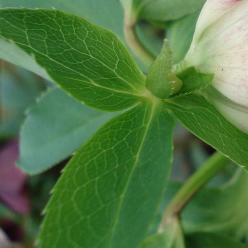 Helleborus hybridus Picotee - Lenteroos (Blad)