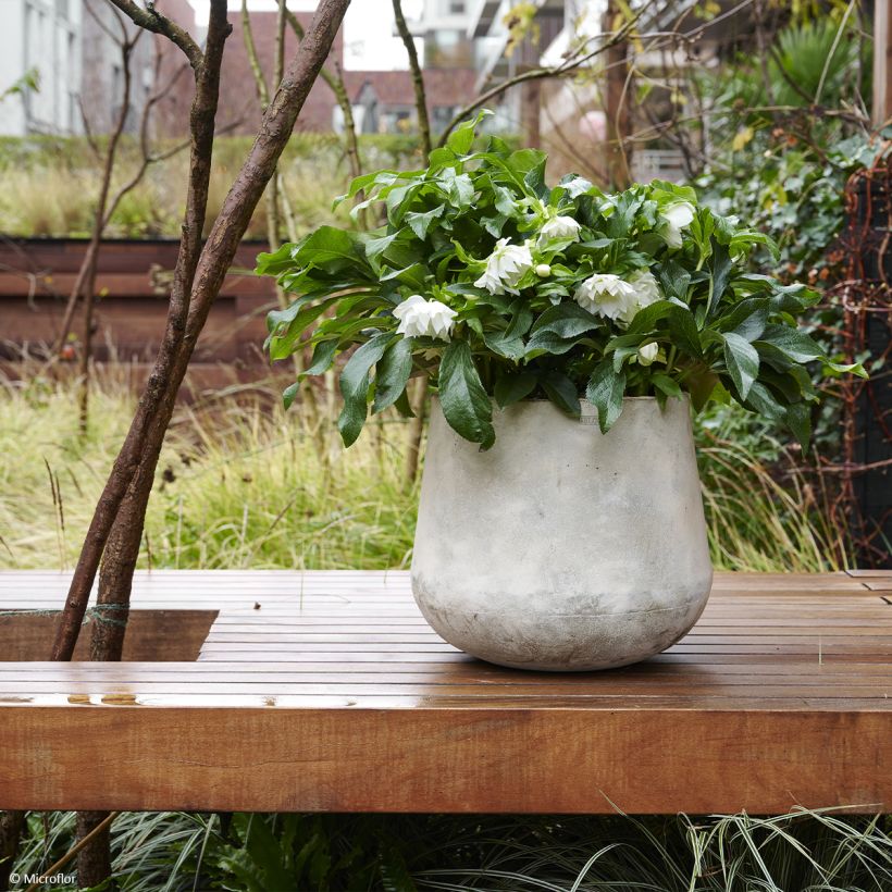 Helleborus ViV Amalia - Lenteroos (Groeiplaats)