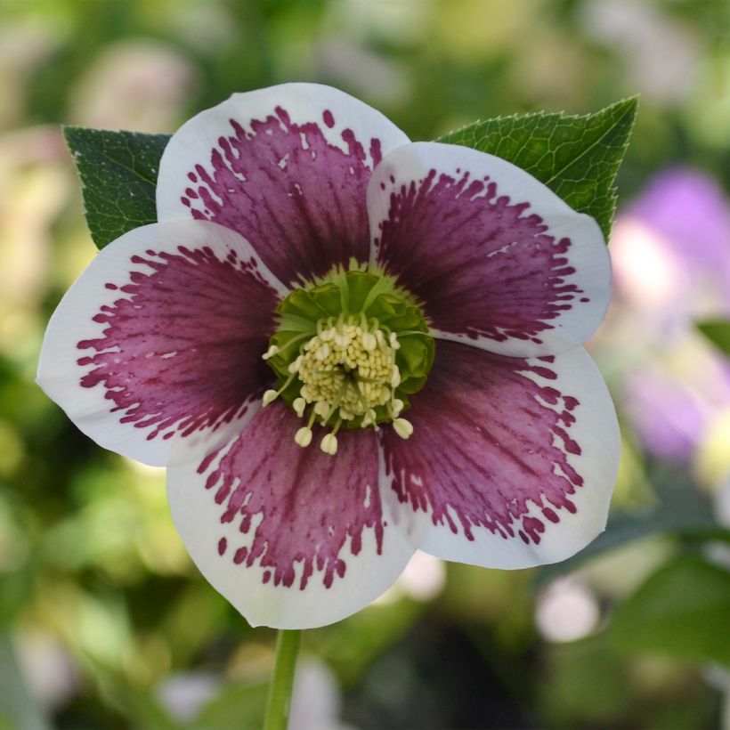 Helleborus ViV Antonella - Lenteroos (Bloei)