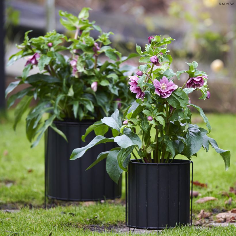 Helleborus ViV Ariana - Lenteroos (Groeiplaats)