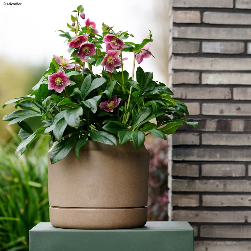 Helleborus iV Batista - lenteroos (Groeiplaats)