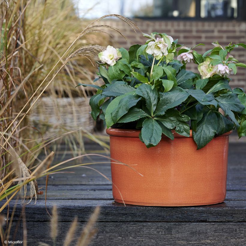 Helleborus ViV Benedetta - Lenteroos (Groeiplaats)