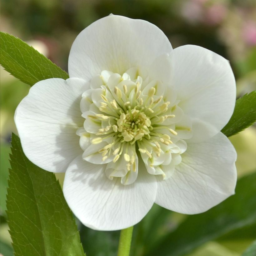 Helleborus ViV Cinzia - Lenteroos (Bloei)