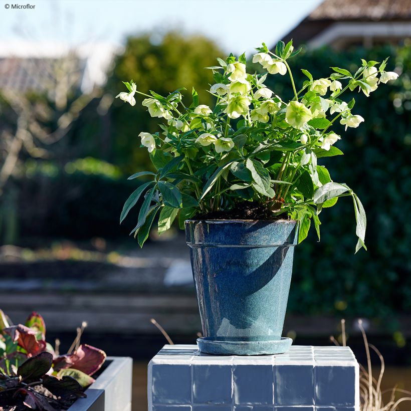 Helleborus ViV Cinzia - Lenteroos (Groeiplaats)