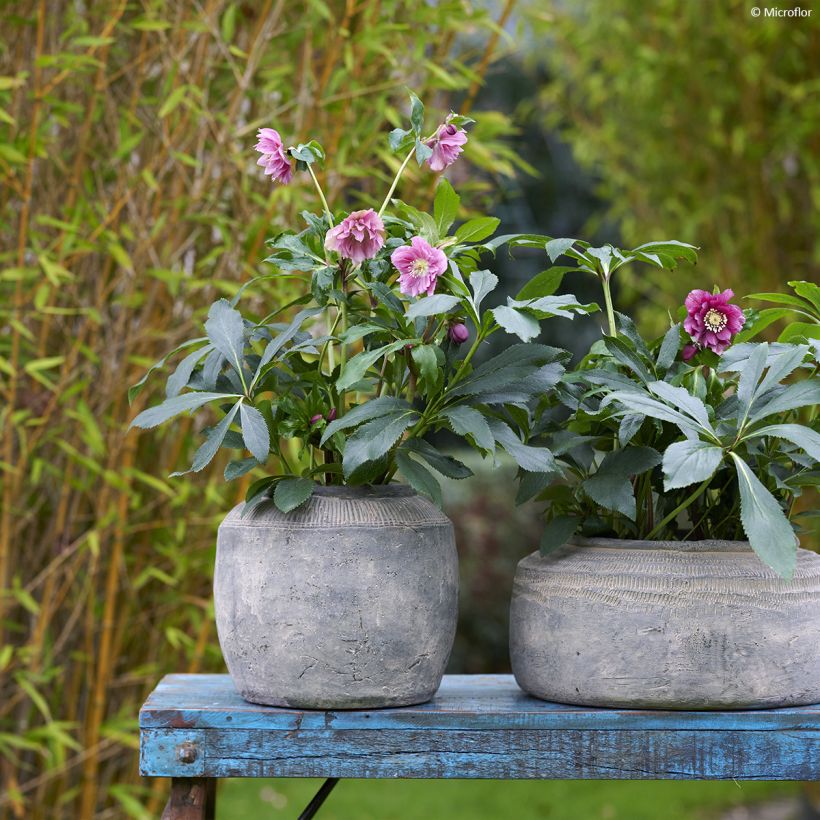 Helleborus ViV Elena - lenteroos (Groeiplaats)