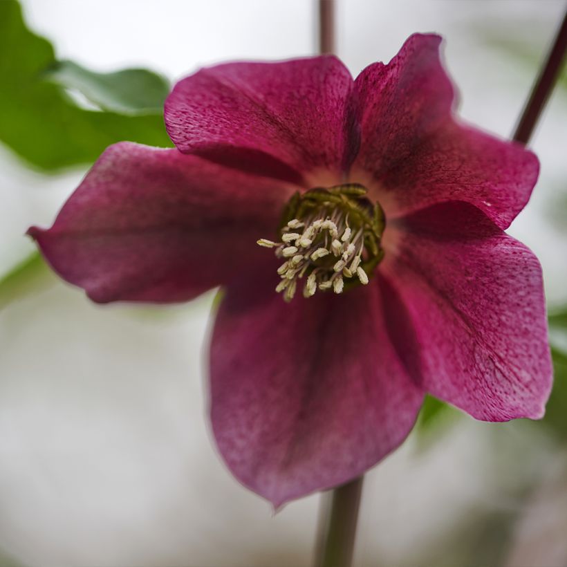 Helleborus ViV Eleonora - Lenteroos (Bloei)