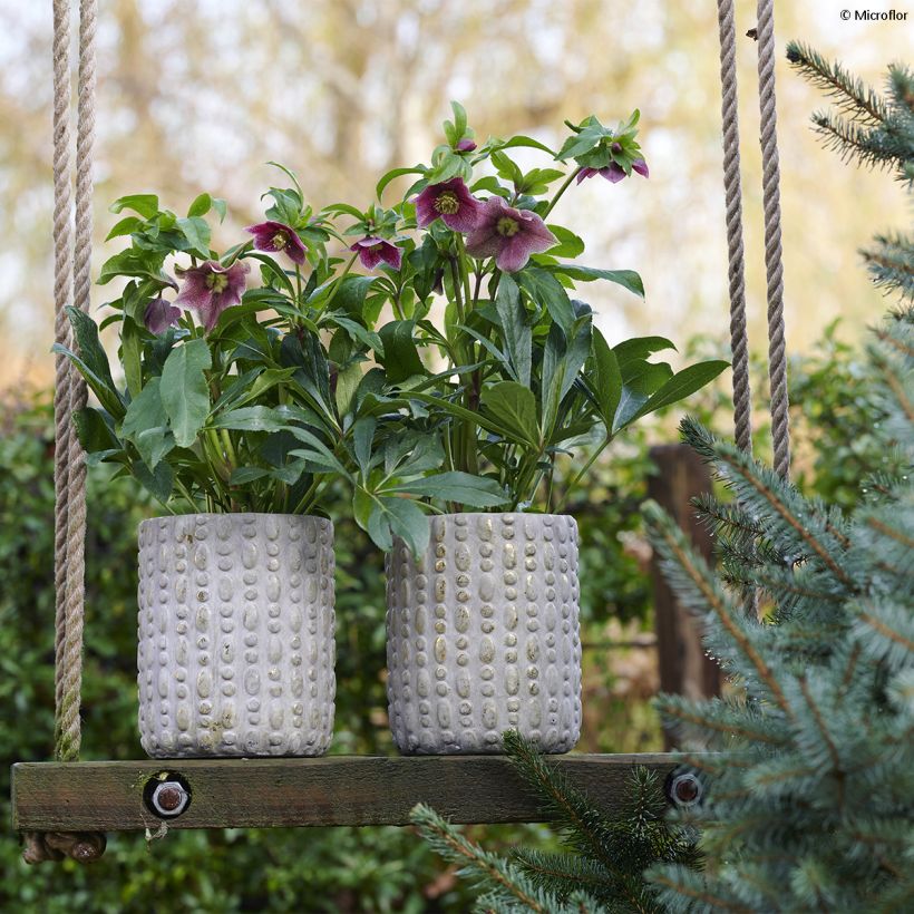 Helleborus ViV Eloisa - Lenteroos (Groeiplaats)