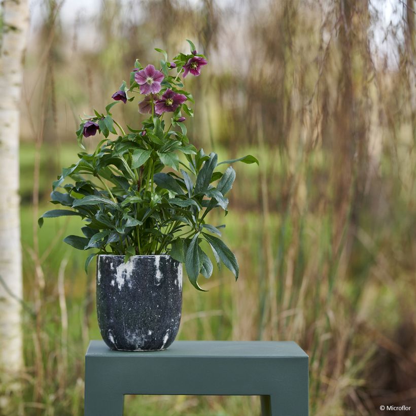Helleborus ViV Elsa - lenteroos (Groeiplaats)