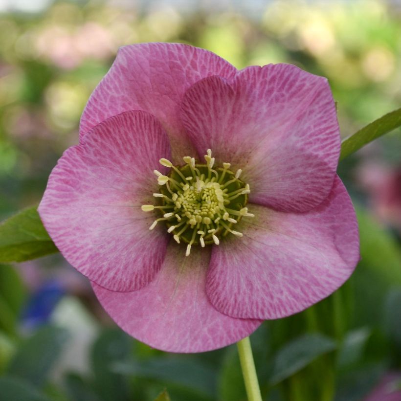 Helleborus ViV Fiorentina - Lenteroos (Bloei)