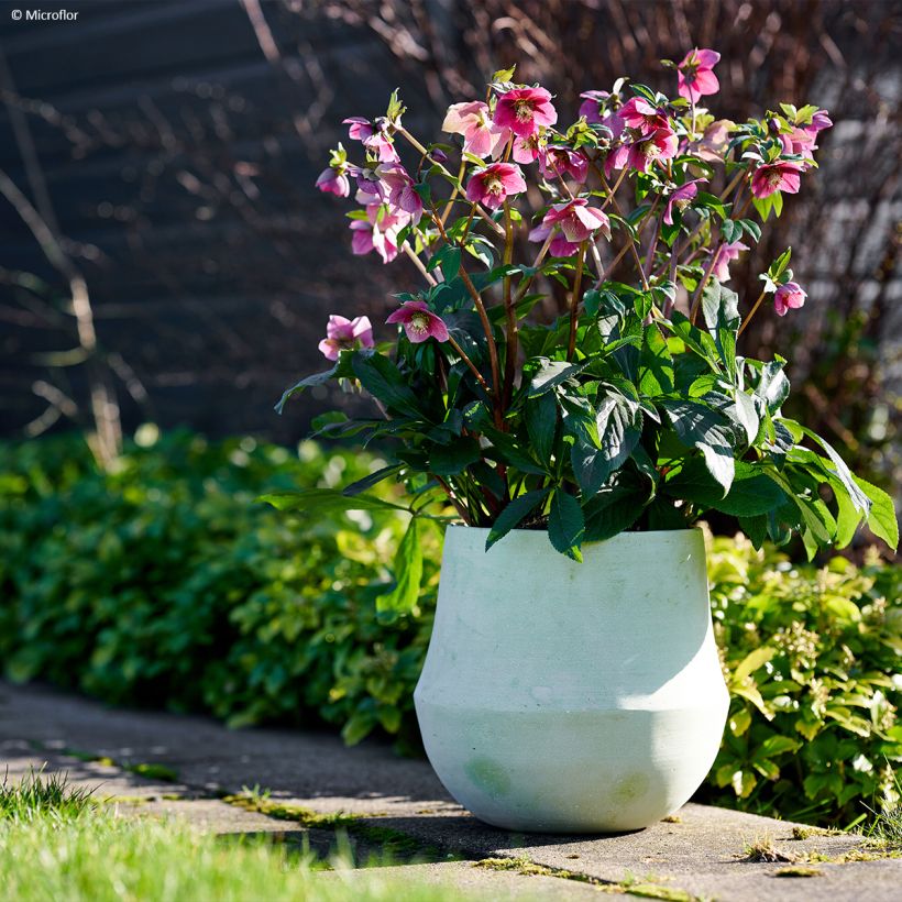 Helleborus ViV Fiorentina - Lenteroos (Groeiplaats)