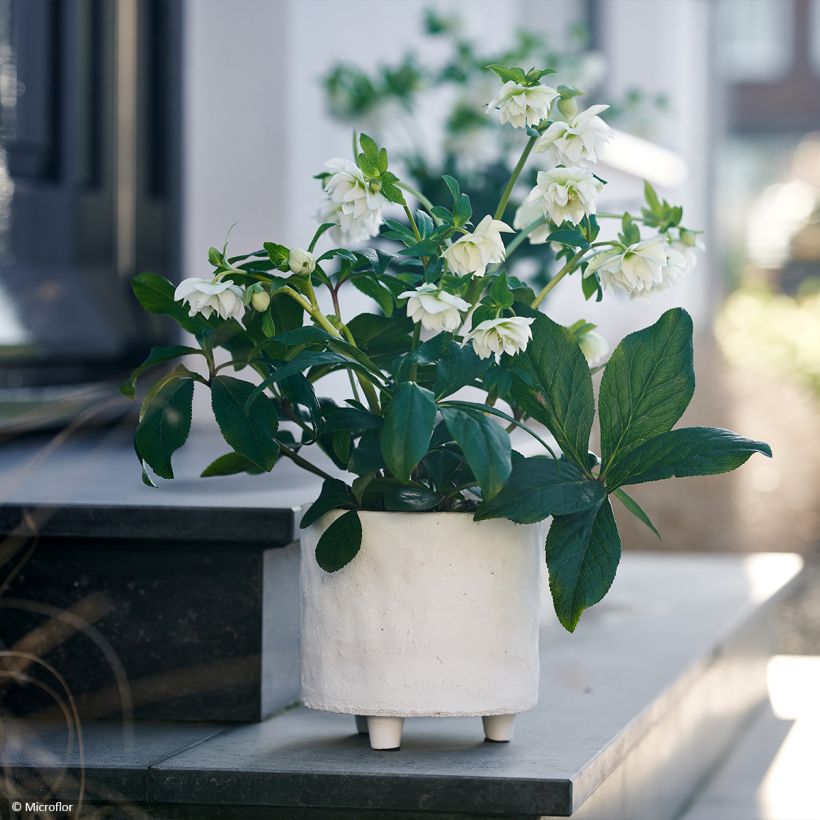 Helleborus ViV Gianina - lenteroos (Groeiplaats)