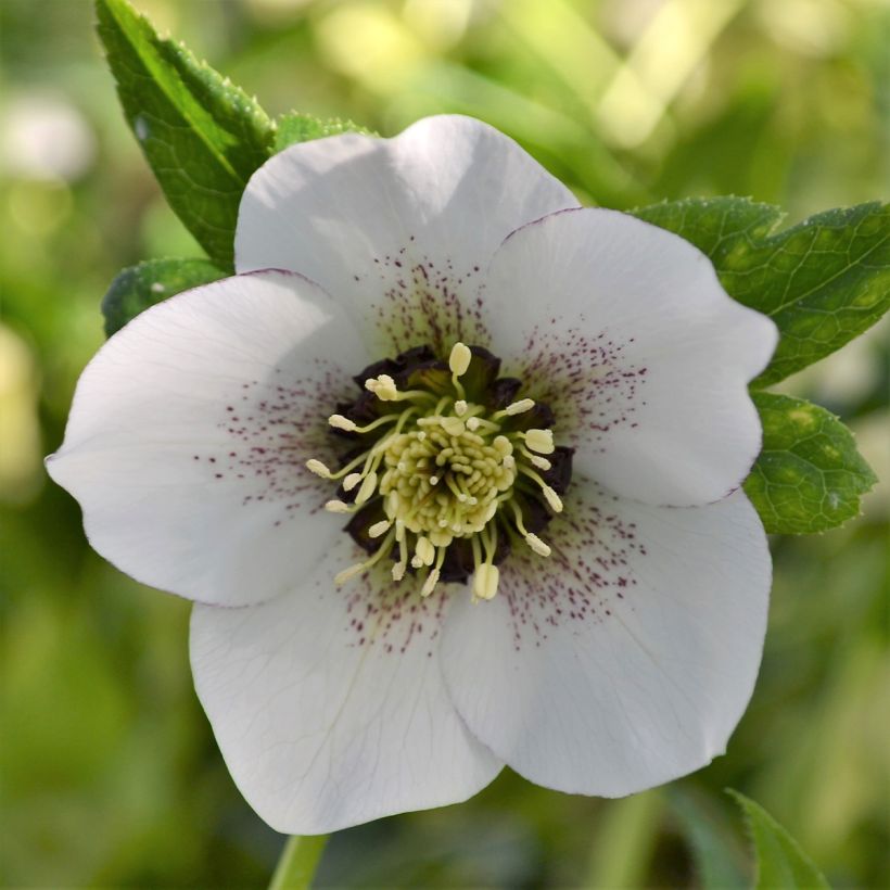 Helleborus ViV Giorgia - Lenteroos (Bloei)