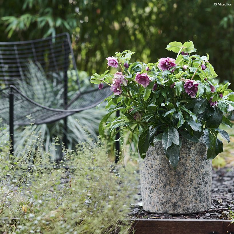 Helleborus ViV Laura - Lenteroos (Groeiplaats)