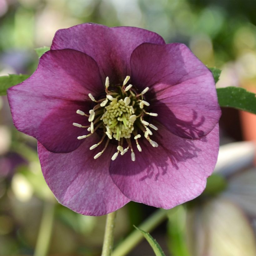 Helleborus ViV Liliana - Lenteroos (Bloei)