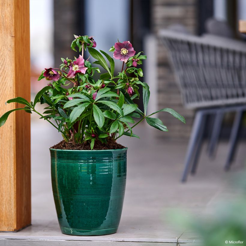 Helleborus ViV Liliana - Lenteroos (Groeiplaats)