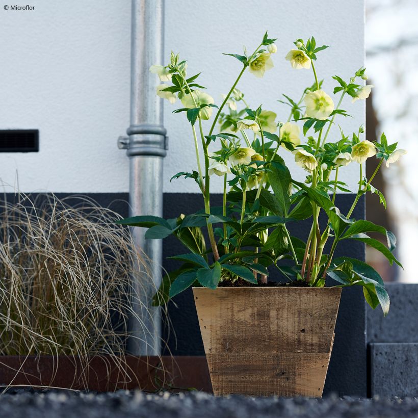 Helleborus ViV Lucrezia - Lenteroos (Groeiplaats)