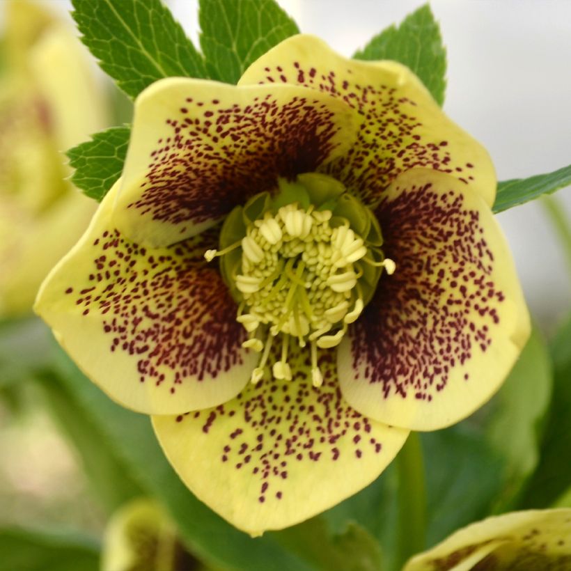 Helleborus ViV Maeva - Lenteroos (Bloei)