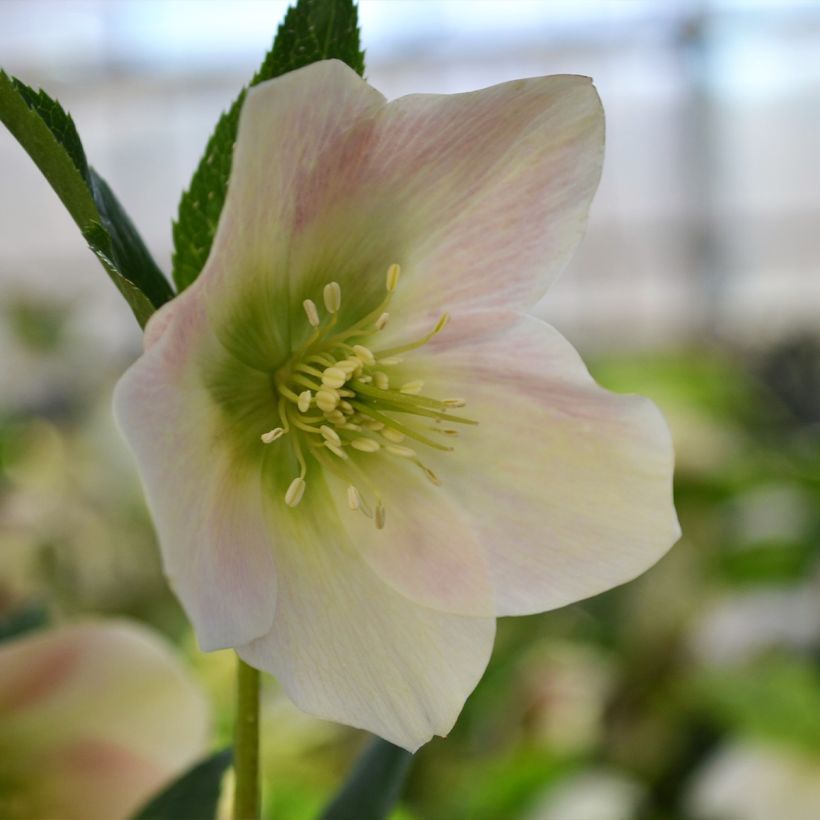 Helleborus ViV Rosa - Lenteroos (Bloei)