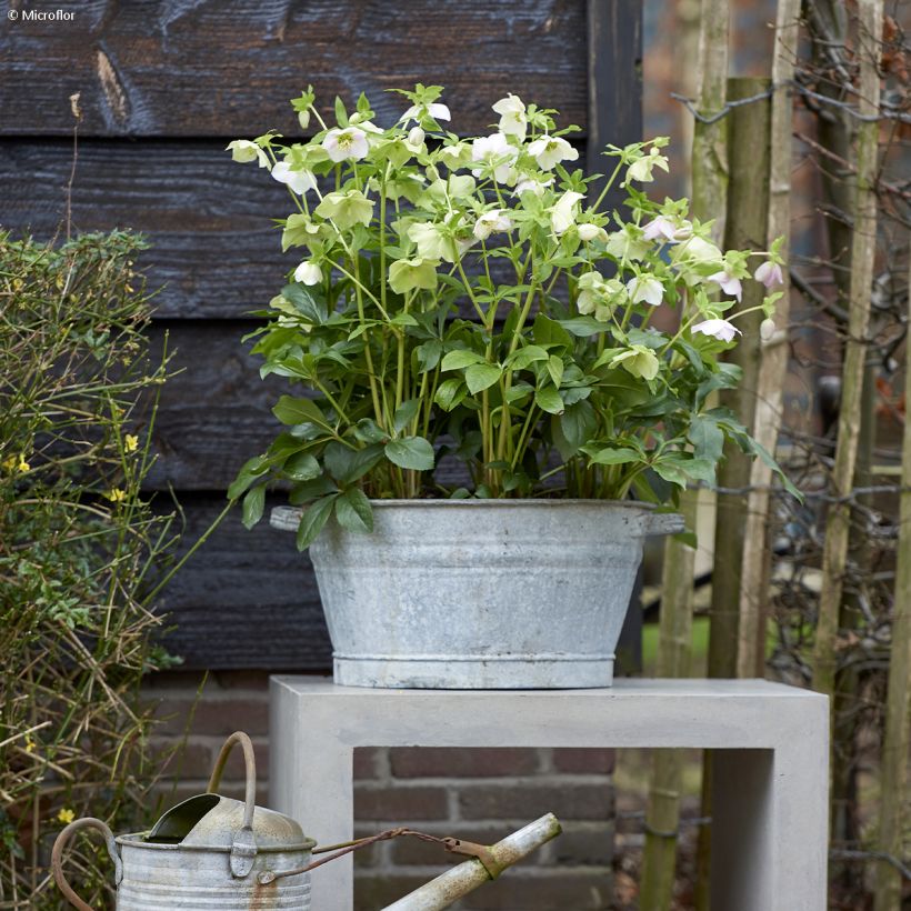 Helleborus ViV Rosa - Lenteroos (Groeiplaats)