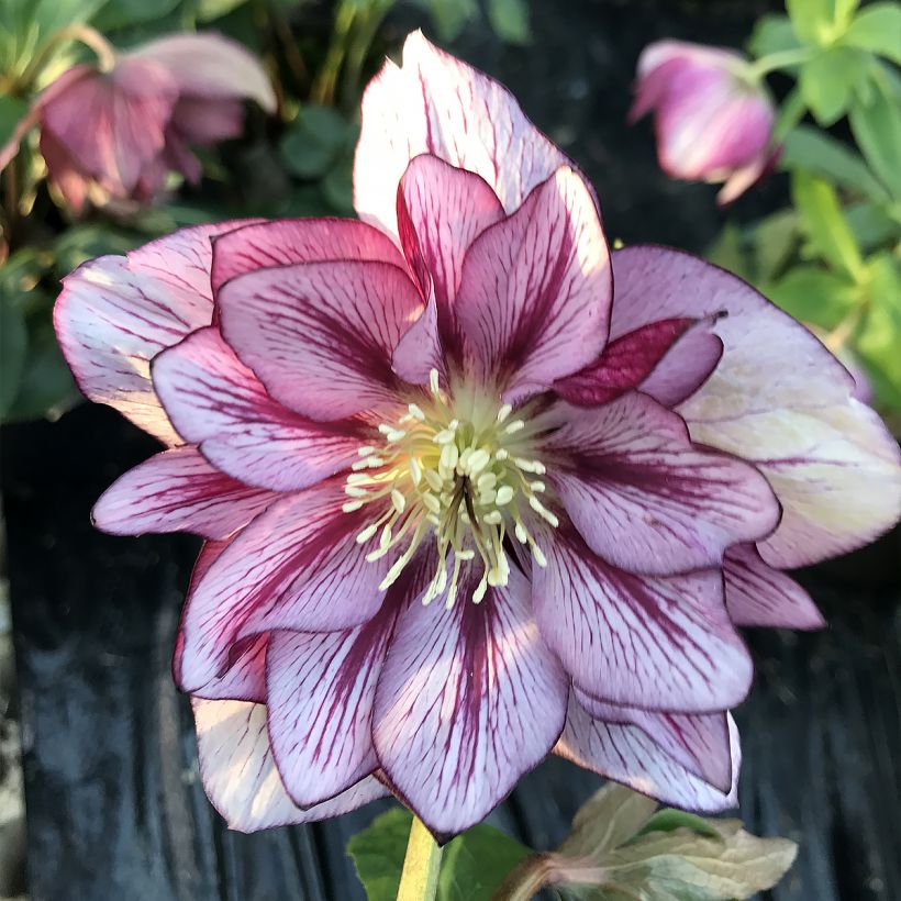 Helleborus ViV Suzanna - Lenteroos (Bloei)