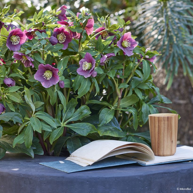 Helleborus ViV Valentina - Lenteroos (Groeiplaats)