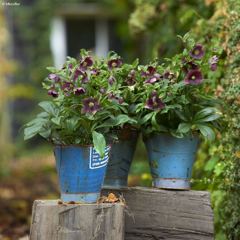 Helleborus BIO ViV Victoria - Lenteroos (Groeiplaats)