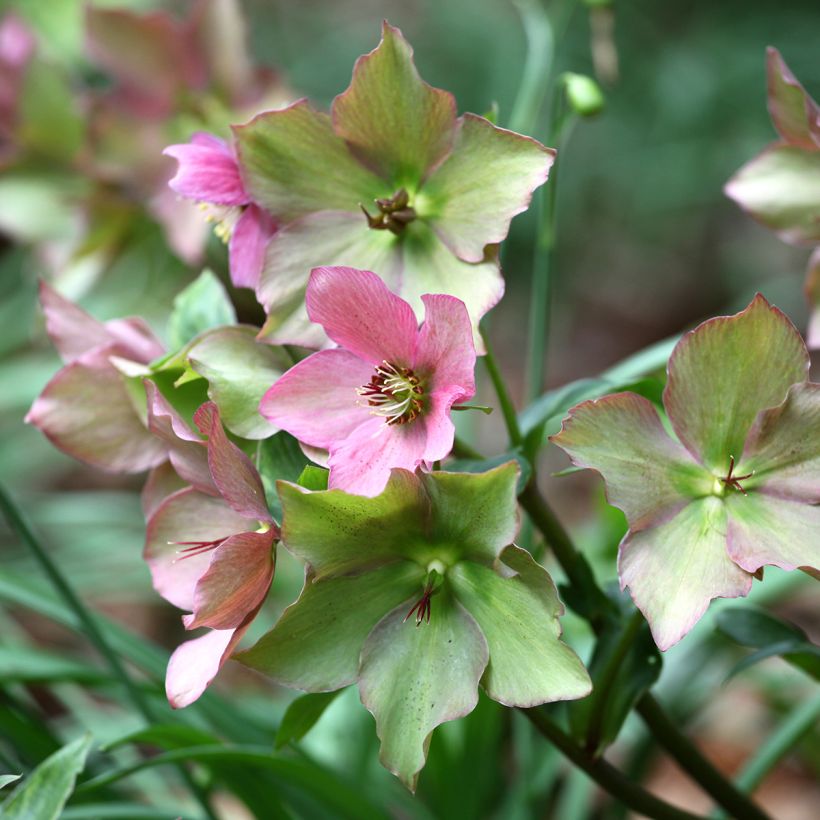 Helleborus Walhero - Nieskruid (Bloei)
