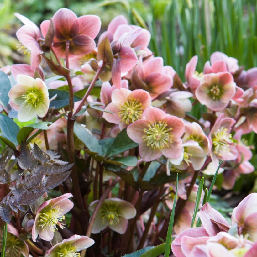 Helleborus ballardiae Maestro - nieskruid (Bloei)