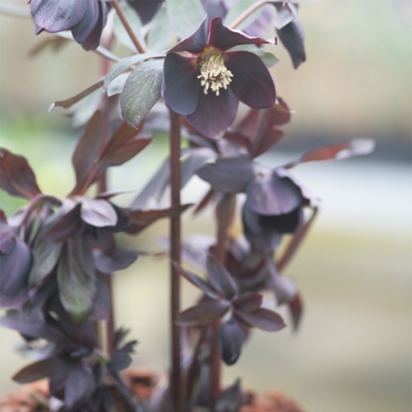 Helleborus Black Chocolate - Lenteroos donker-chocolade kleurig (Groeiplaats)