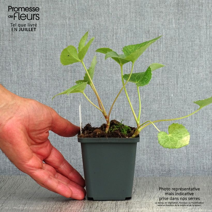 Exemplaar van Helleborus argutifolius - Corsicaans nieskruid Kweekpotje van 8/9 cm zoals geleverd in de zomer