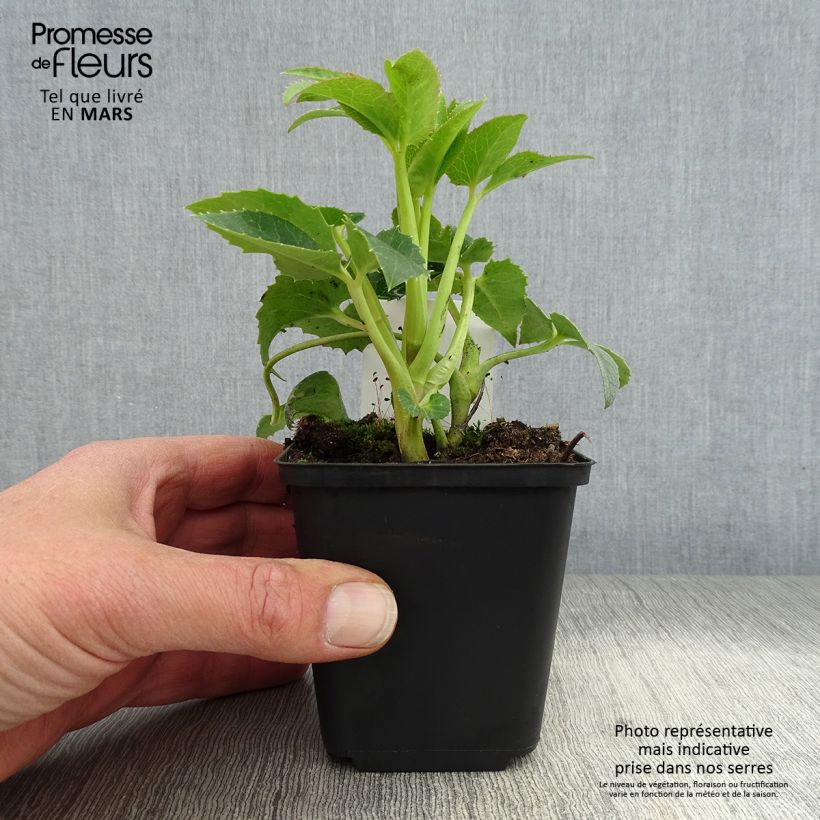 Exemplaar van Helleborus argutifolius - Corsicaans nieskruid Kweekpotje van 8/9 cm zoals geleverd in de lente