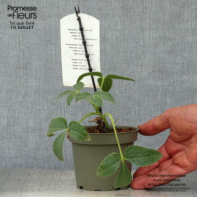 Exemplaar van Helleborus argutifolius - Corsicaans nieskruid Pot van 12 cm / 13 cm zoals geleverd in de zomer