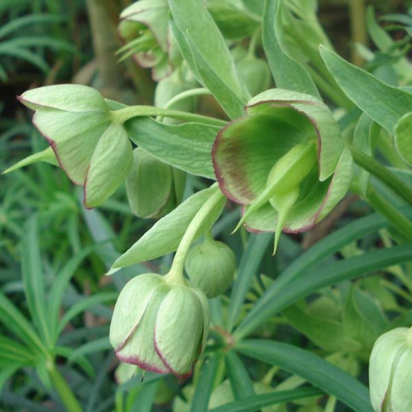 Helleborus foetidus - Stinkend nieskruid (Flowering)