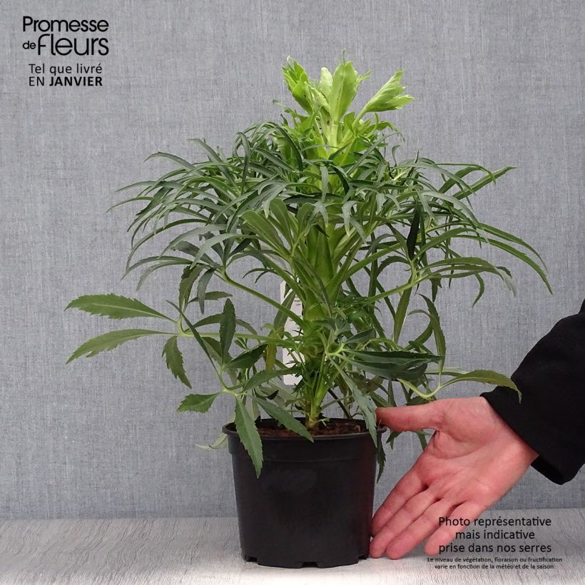 Example of Hellébore foetidus Bowles Form Pot van 1 l/1,5 l as you get in hiver