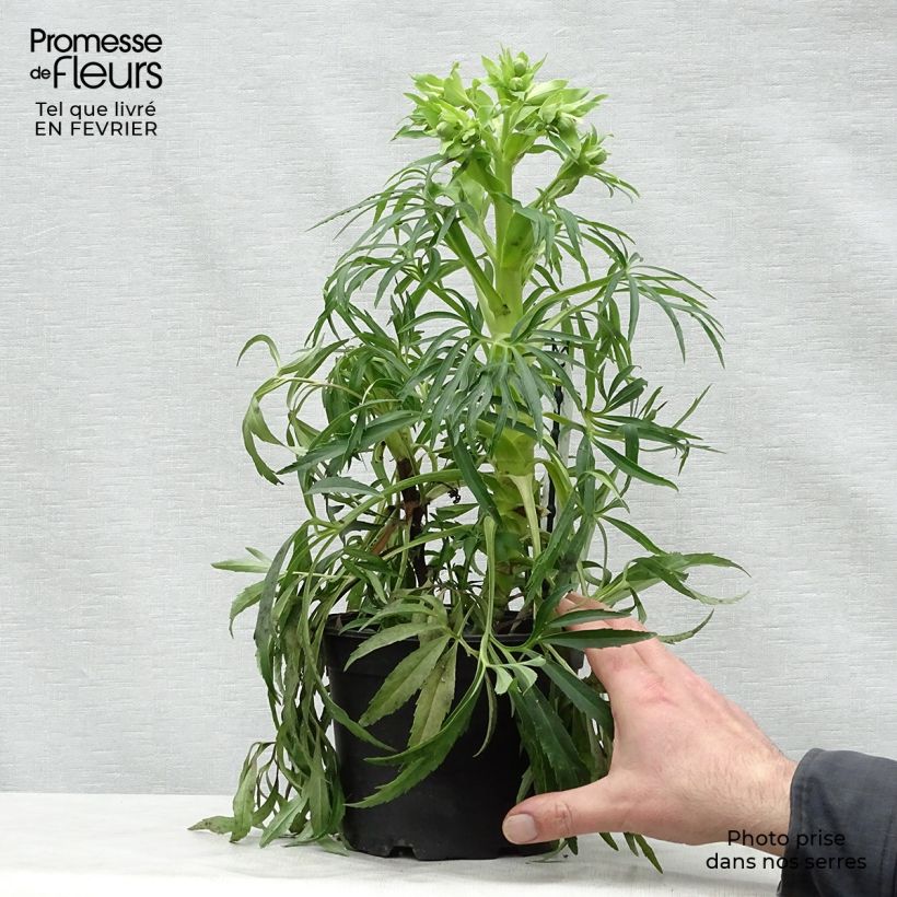 Example of Hellébore foetidus Bowles Form Pot van 2 l/3 l as you get in hiver
