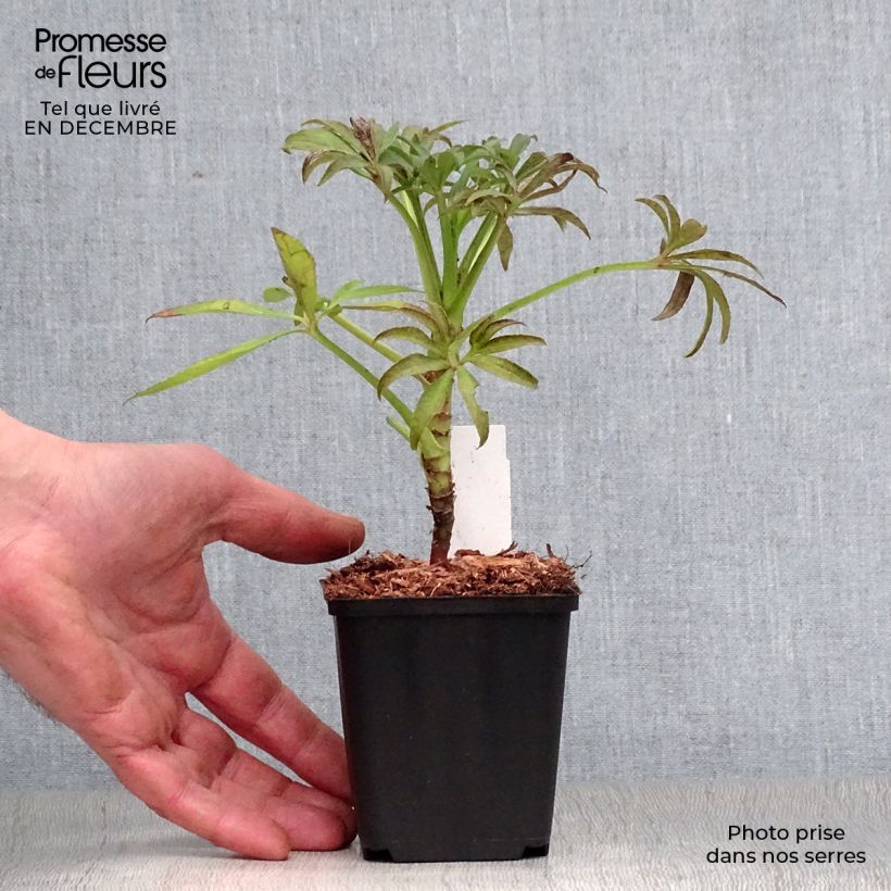 Example of Hellébore foetidus - Hellébore fétide Kweekpotje van 8/9 cm as you get in hiver