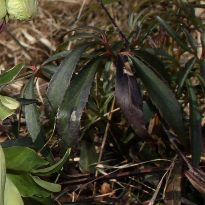 Helleborus foetidus Wester Flisk Group - Stinkend nieskruid (Foliage)