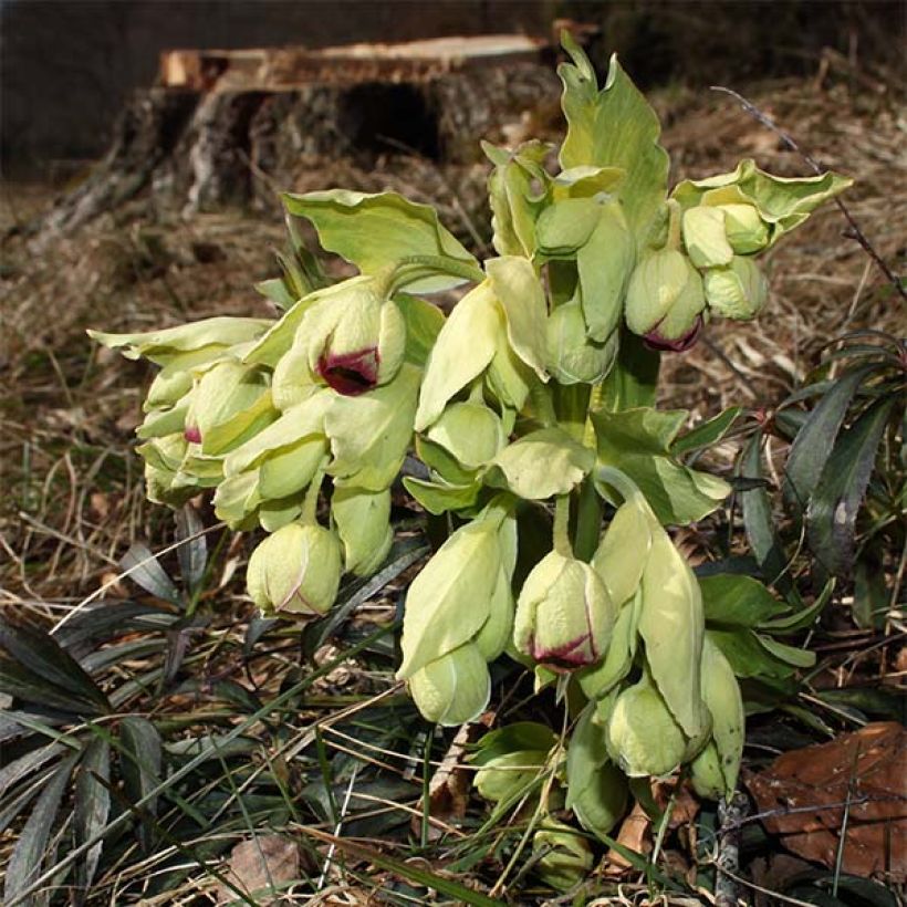 Helleborus foetidus Wester Flisk Group - Stinkend nieskruid (Flowering)