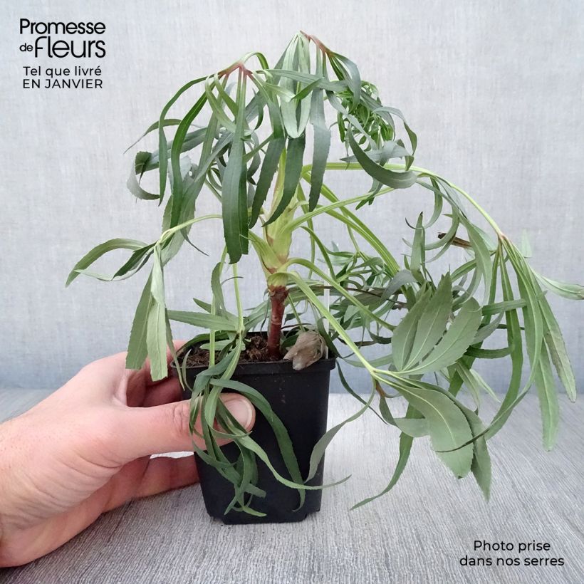 Example of Hellébore foetidus Wester Flisk Kweekpotje van 8/9 cm as you get in hiver