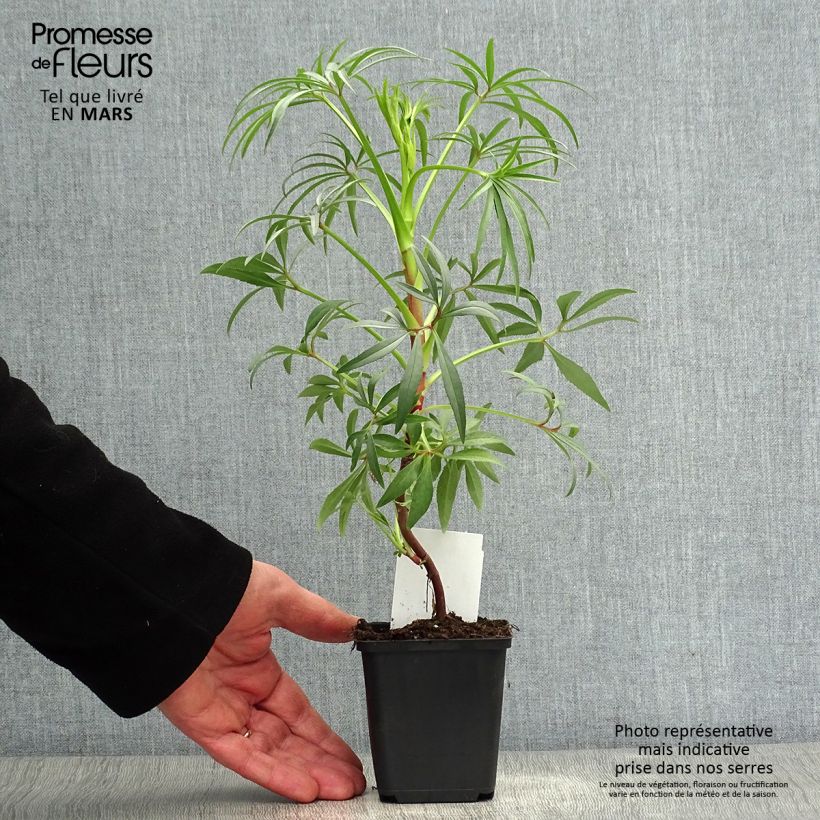 Exemplaar van Helleborus foetidus Wester Flisk Group - Stinkend nieskruid Kweekpotje van 8/9 cm zoals geleverd in de lente