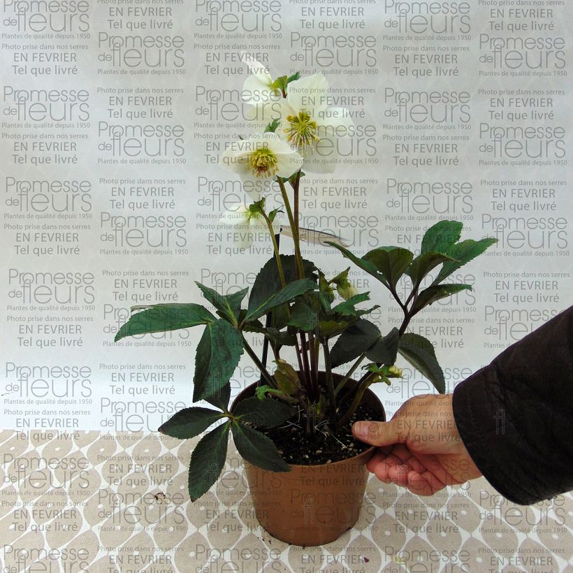 Voorbeeld van een exemplaar van Helleborus HGC Paradenia - Lenteroos Pot van 2 l/3 l zoals geleverd