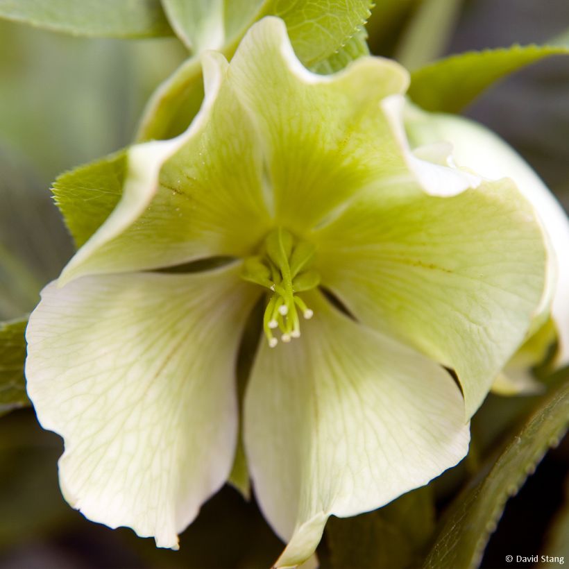 Helleborus Yellow Lady - Lenteroos (Bloei)